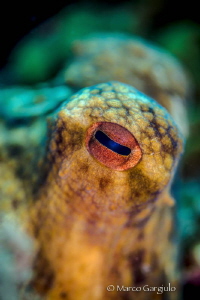 Octopus Eye by Marco Gargiulo 